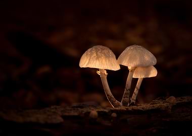 Glowing Mushrooms in Dark Forest