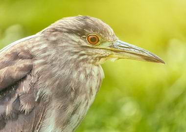 Night Heron Portrait in Natural Light
