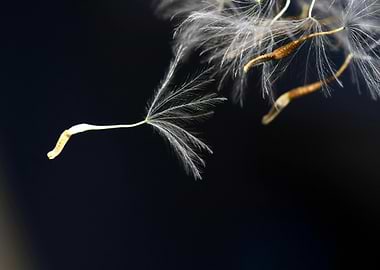 Dandelion Seeds Floating in Dark Space