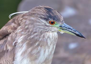 Night Heron Portrait