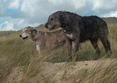 Two Irish Wolfhounds in Grassy Dunes