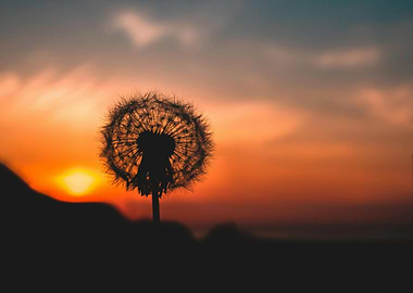 Dandelion Silhouette at Sunset