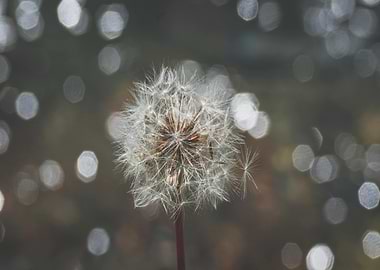 Dandelion Seed Head with Bokeh Background