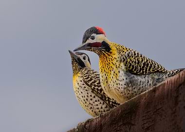 Two Woodpeckers on a Branch
