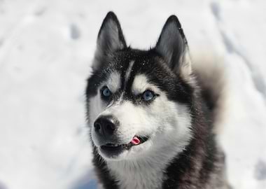 Husky Portrait in Winter Snow