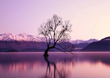Lone Tree in Lake Wanaka, New Zealand