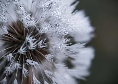 Dandelion Seed Head with Water Droplets