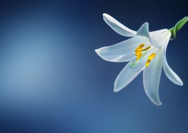 White Lily on Blue Background