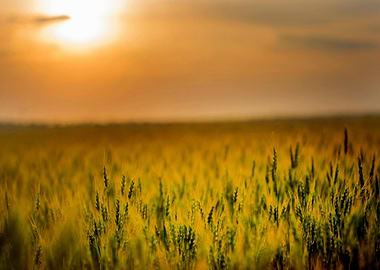 Golden Wheat Field at Sunset