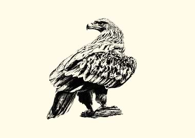Eagle Sketch on Cream Background