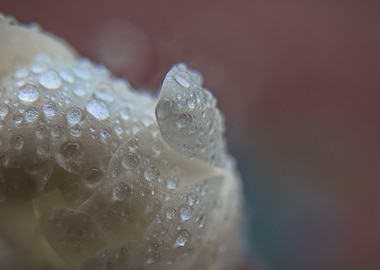 White flower with water droplets