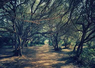 Enchanted Forest Path, Spain Island
