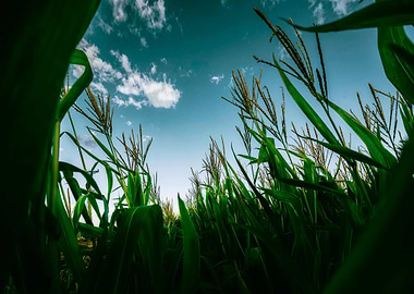 Cornfield under a blue sky
