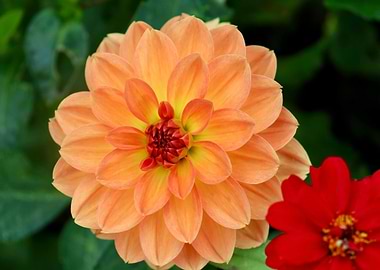 Peach Dahlia Flower Close-Up