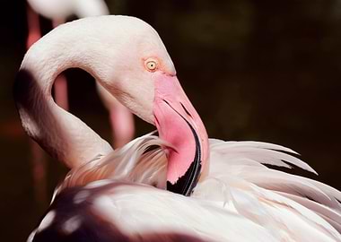 Flamingo Preening Close-Up