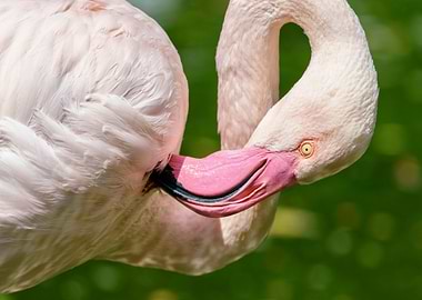 Flamingo Preening Close-Up