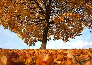 Autumn Tree with Golden Leaves