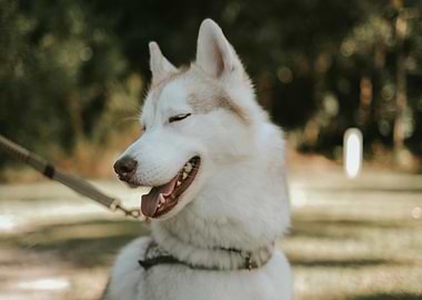 Smiling Husky Portrait in Natural Light