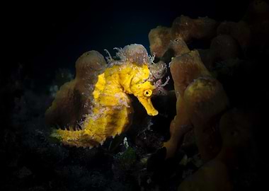 Yellow Seahorse - Croatia