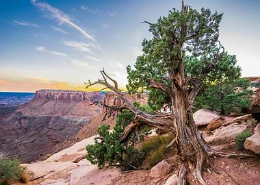 Canyonlands National Park Tree Landscape