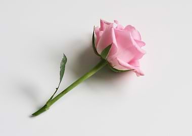 Single Pink Rose