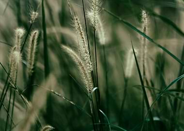 Close-up of Grass and Seed Heads