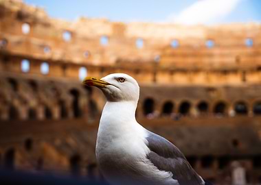 Seagull portrait with Colosseum background
