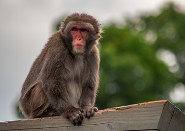 Japanese Macaque Portrait on Wooden Beam
