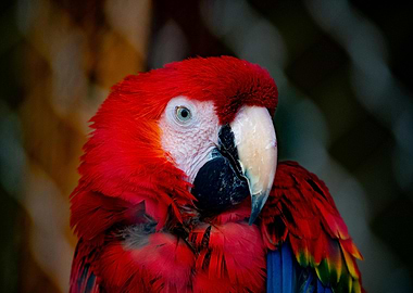 Scarlet Macaw Portrait