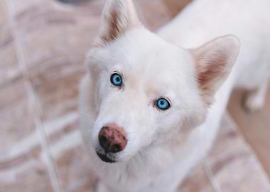 White Husky with Blue Eyes Portrait