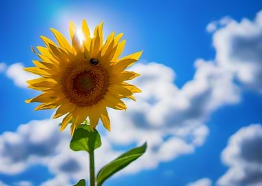 Sunflower against a blue sky