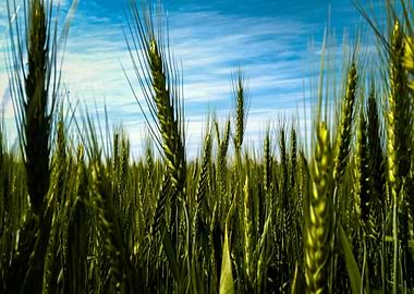 Wheat Field Under Blue Sky