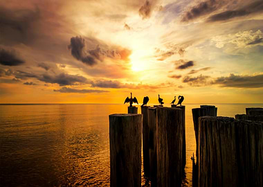 Birds on Pilings at Sunset
