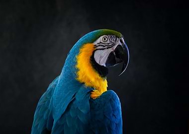 Blue and Gold Macaw Portrait