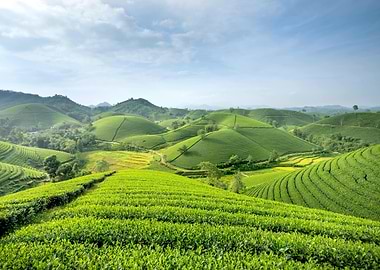 Lush Green Tea Plantation Landscape