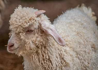 Angora Goat Portrait