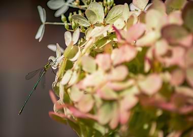 Dragonfly on Hydrangea Flower