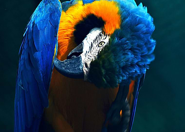 Blue and Gold Macaw Close-Up