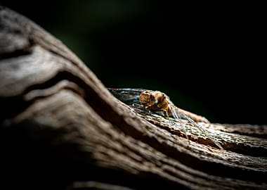 Dragonfly on Wood