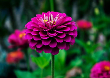 Magenta Zinnia Flower Close-Up