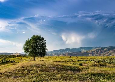 Lone Tree in a Grassy Field