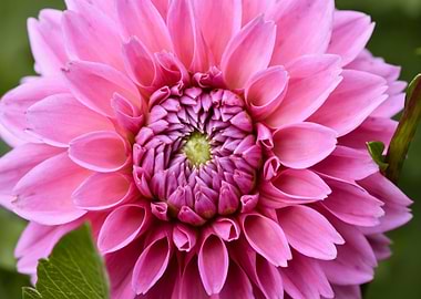 Pink Dahlia Flower Close-Up