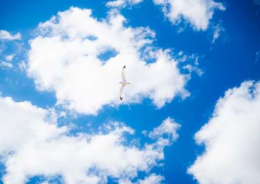 Seagull Flying in Blue Sky