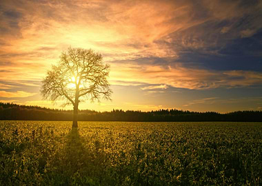 Golden Sunset Tree in Field