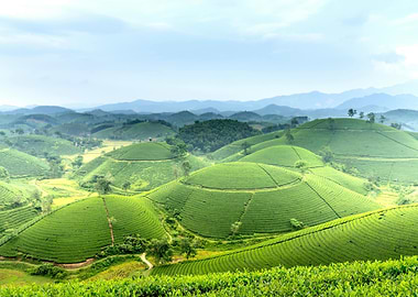 Lush Green Tea Plantation Landscape