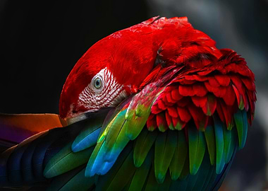 Red Macaw Portrait