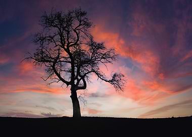 Silhouette Tree at Sunset