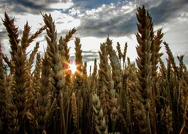 Golden Wheat Field at Sunset