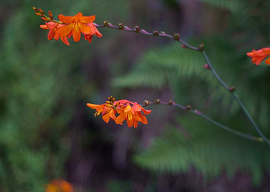 Orange Crocosmia Flowers in Natural Setting