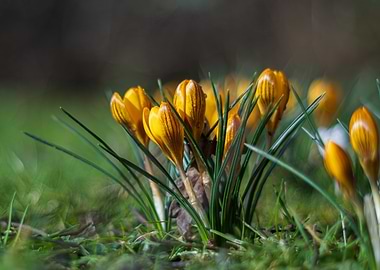 Yellow Crocus Flowers in Green Grass
